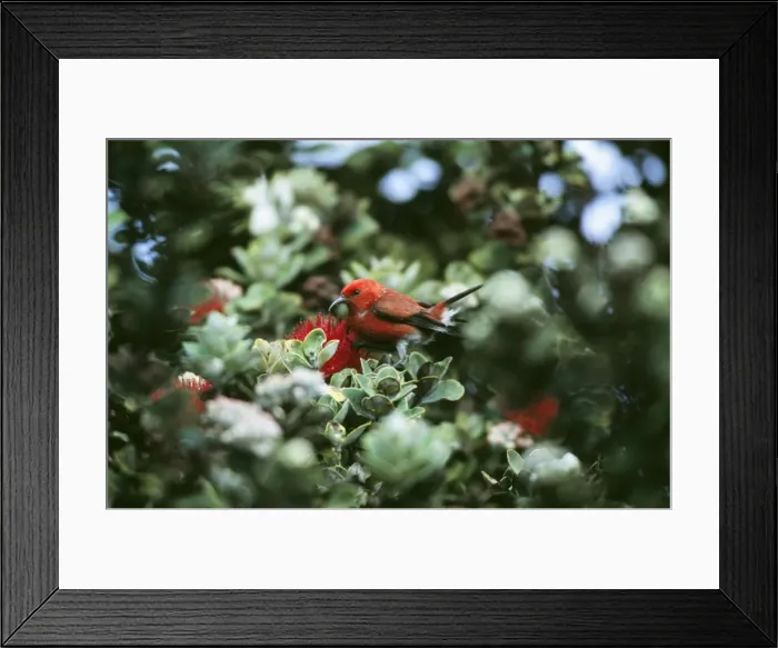 Framed Print : Apapane Bird COS 587 Himatione sanguinea - Hawaiian endemic, feeding on Ohia Flower. Big Island Hawaii © Bill Coster ARDEA LONDON Framed Print : Apapane Bird COS 587 Himatione sanguinea - Hawaiian endemic, feeding on Ohia Flower. Big Island Hawaii © Bill Coster ARDEA LONDON