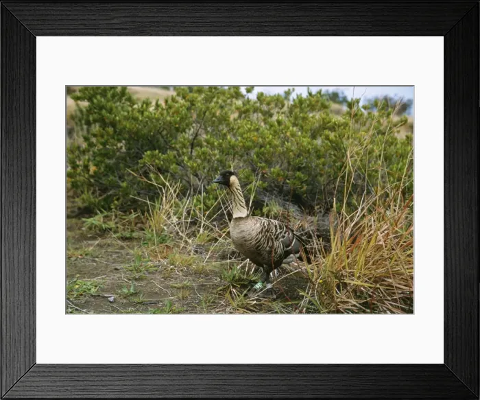 Framed Print : Nene / hawaiian Goose COS 615 on volcanic slope, Big Island, Hawaii. Endemic to Hawaii. Branta sandvicensis © Bill Coster / ARDEA LONDON Framed Print : Nene / hawaiian Goose COS 615 on volcanic slope, Big Island, Hawaii. Endemic to Hawaii. Branta sandvicensis © Bill Coster / ARDEA LONDON