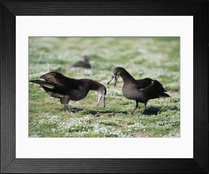 Framed Print : Black-footed Albatross - courtship display Framed Print : Black-footed Albatross - courtship display