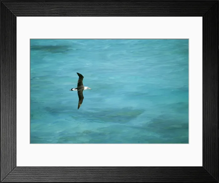 Framed Print : Laysan Albatross Flying low over turquoise Sea, Midway Pacific. Diomedea immutabilis © Bill Coster / ARDEA LONDON Framed Print : Laysan Albatross Flying low over turquoise Sea, Midway Pacific. Diomedea immutabilis © Bill Coster / ARDEA LONDON