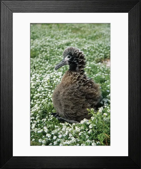 Framed Print : Laysan Albatross - chick Midway Pacific Framed Print : Laysan Albatross - chick Midway Pacific
