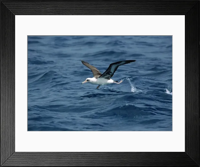 Framed Print : Laysan Albatross - taking off from sea Midway Pacific Framed Print : Laysan Albatross - taking off from sea Midway Pacific