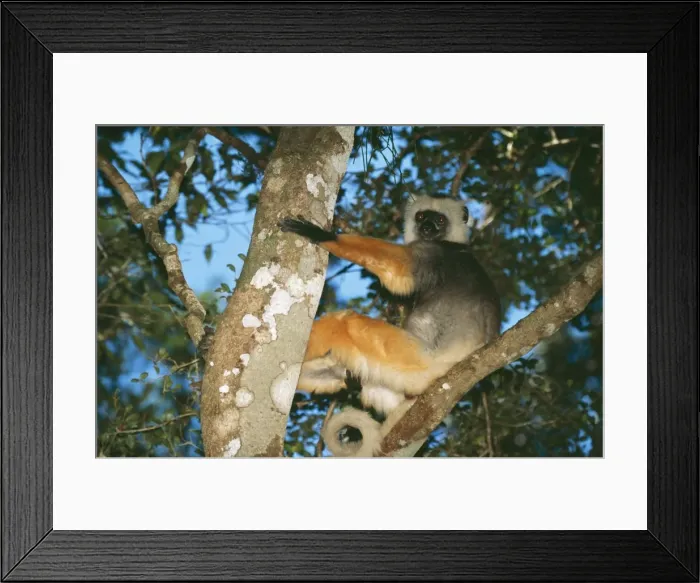 Framed Print : Diademed Sifaka COS-767 Mantady National Park Madagascar Propithecus propithecus diadema © Bill Coster  /  ARDEA LONDON