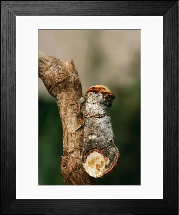 Framed Print : Buff Tip Moth Essex, UK Framed Print : Buff Tip Moth Essex, UK