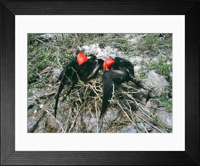 Framed Print : Great Frigatebird COS 846 Two males courting the same female, Tower (Genovesa) Is, Galapagos Fregata minor © Bill Coster / ARDEA LONDON Framed Print : Great Frigatebird COS 846 Two males courting the same female, Tower (Genovesa) Is, Galapagos Fregata minor © Bill Coster / ARDEA LONDON