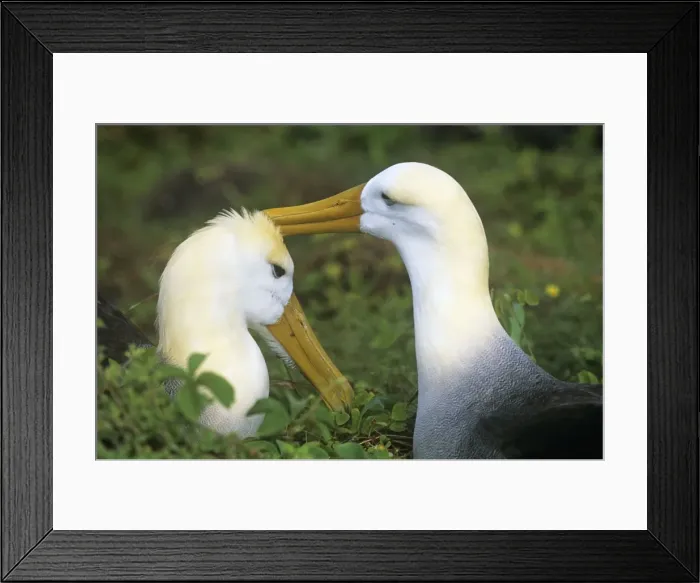 Framed Print : Waved Albatross - pair bonding Hood Island Galapagos Islands Framed Print : Waved Albatross - pair bonding Hood Island Galapagos Islands