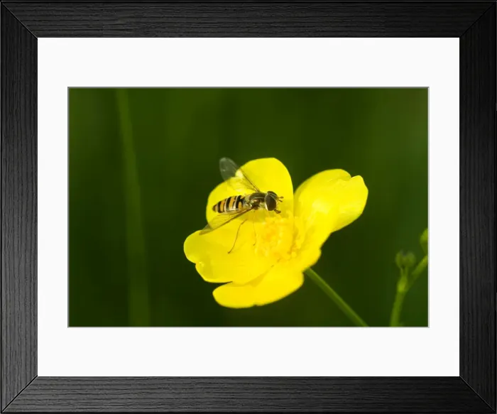 Framed Print : Wasp mimic hoverfly - Hoverflies are harmless and they mimic wasps as a protection. Oxfordshire, England Framed Print : Wasp mimic hoverfly - Hoverflies are harmless and they mimic wasps as a protection. Oxfordshire, England