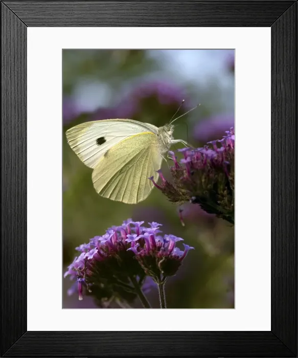 Framed Print : A large White butterfly - feeding on the purple flowers of Verbena bonariensis. Oxfordshire, England Framed Print : A large White butterfly - feeding on the purple flowers of Verbena bonariensis. Oxfordshire, England