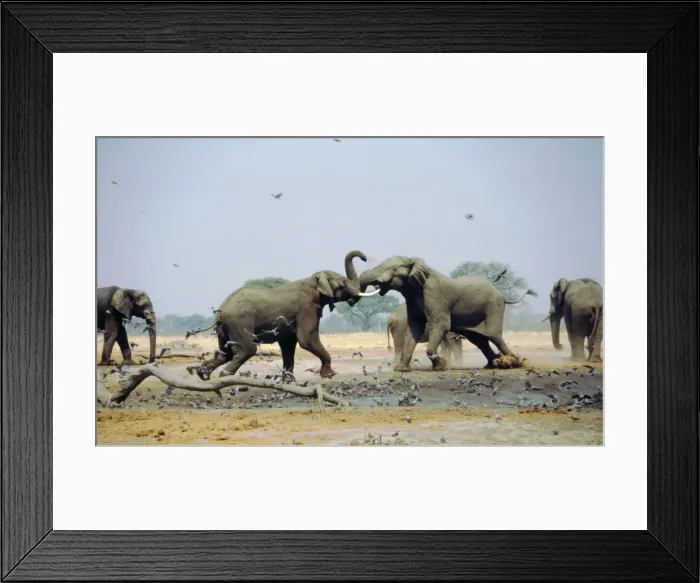 Framed Print : African Elephants - Fighting in waterhole during the dry season - Savuti - Botswana - Africa