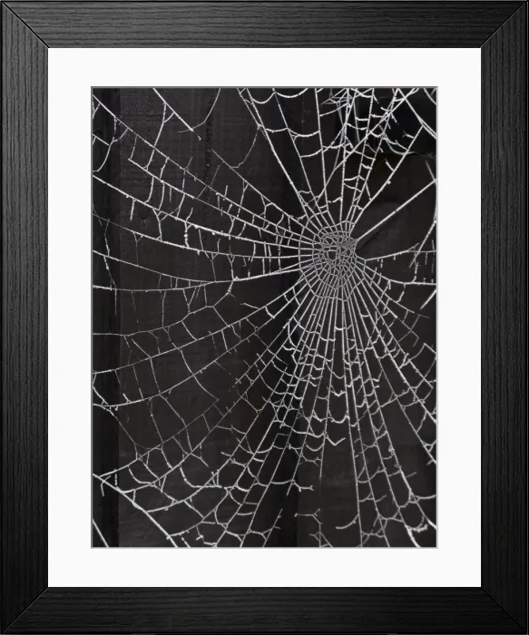 Framed Print : Spiders web - covered in frost - Oxfordshire - England Framed Print : Spiders web - covered in frost - Oxfordshire - England
