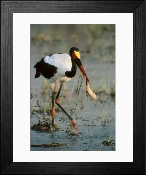 Framed Print : Saddlebilled Stork - pulls a catfish from a pool - Okavango Delta - Botswana Framed Print : Saddlebilled Stork - pulls a catfish from a pool - Okavango Delta - Botswana