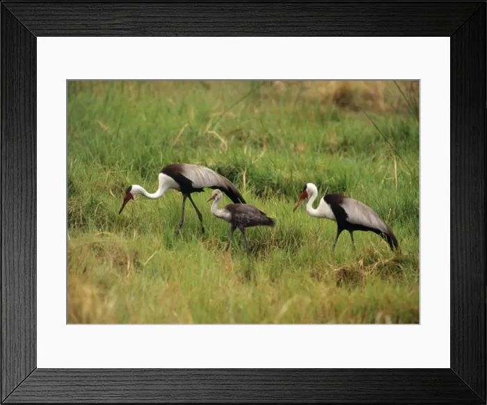 Framed Print : Wattled Crane - pair with chick Botswana, Africa Framed Print : Wattled Crane - pair with chick Botswana, Africa