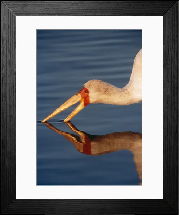Framed Print : Yellow-billed Stork CRH 269 Close-up of head, beak in water - Botswana Mycteria ibis © Chris Harvey / ARDEA LONDON Framed Print : Yellow-billed Stork CRH 269 Close-up of head, beak in water - Botswana Mycteria ibis © Chris Harvey / ARDEA LONDON