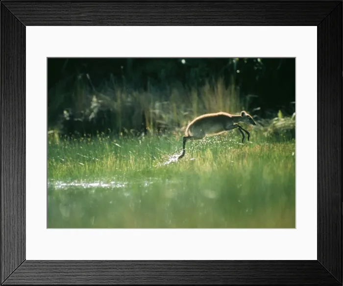 Framed Print : Sitatunga CRH 332 Female, leaping - Botswana Tragelaphus spekei © Chris Harvey / ARDEA LONDON Framed Print : Sitatunga CRH 332 Female, leaping - Botswana Tragelaphus spekei © Chris Harvey / ARDEA LONDON