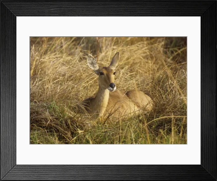 Framed Print : Reedbuck - female Botswana Africa Framed Print : Reedbuck - female Botswana Africa