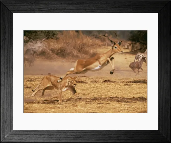 Framed Print : Lioness CRH 404 Chasing impala. Moremi Botswana Panthera leo / Aepyceros melampus © Chris Harvey / ARDEA LONDON Framed Print : Lioness CRH 404 Chasing impala. Moremi Botswana Panthera leo / Aepyceros melampus © Chris Harvey / ARDEA LONDON