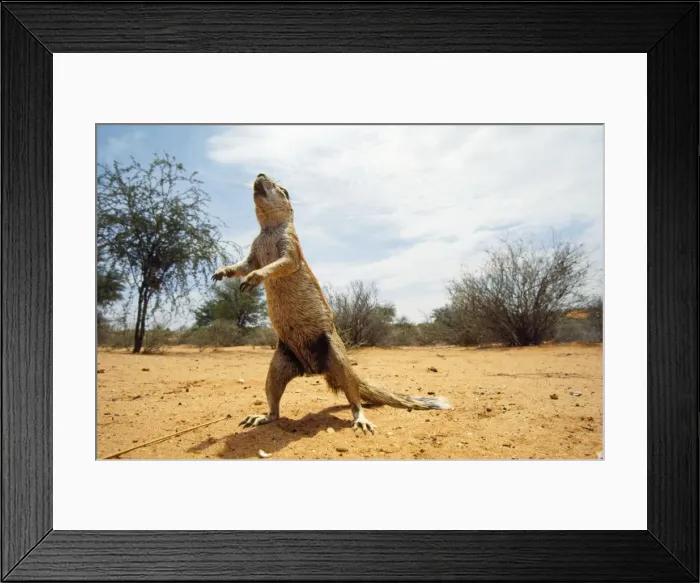 Framed Print : Ground Squirrel Kalahari desert, Botswana, Africa Framed Print : Ground Squirrel Kalahari desert, Botswana, Africa