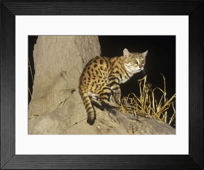 Framed Print : Black-footed Cat / Small Spotted Cat - showing black feet Framed Print : Black-footed Cat / Small Spotted Cat - showing black feet