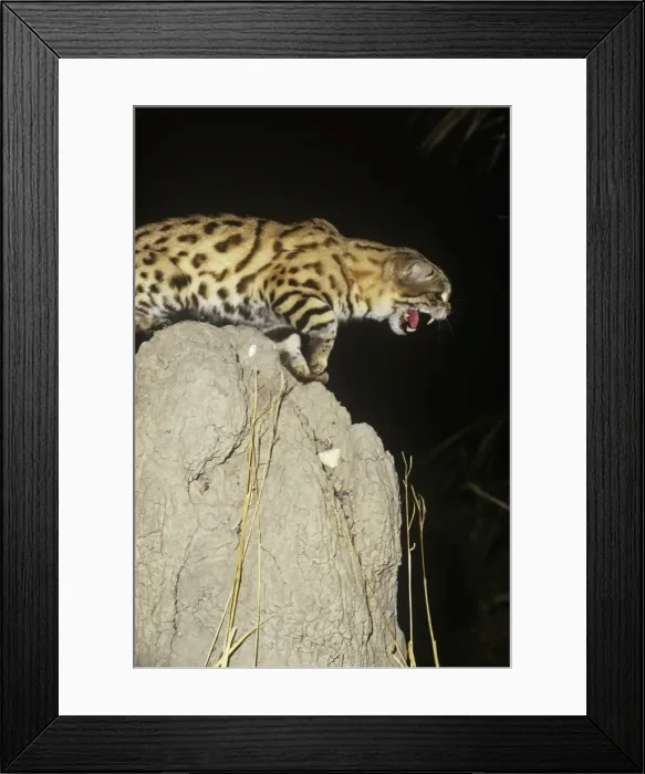 Framed Print : Black-footed Cat / Small Spotted Cat - snarling Botswana Africa Framed Print : Black-footed Cat / Small Spotted Cat - snarling Botswana Africa