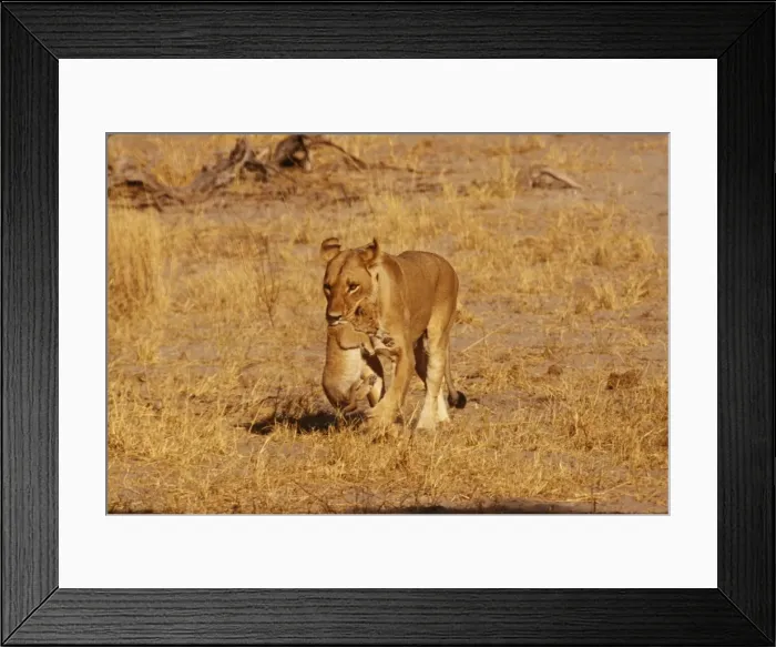 Framed Print : Lioness CRH 652 Carrying cub, Botawana Panthera leo © Chris Harvey / ARDEA LONDON Framed Print : Lioness CRH 652 Carrying cub, Botawana Panthera leo © Chris Harvey / ARDEA LONDON