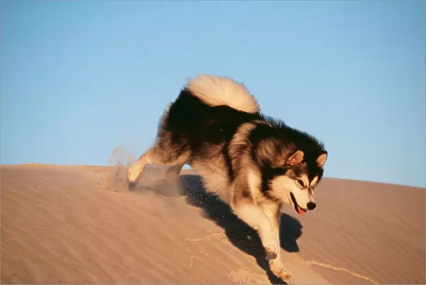 Alaskan Malumute Dog CRH 723 Running down sand dune © Chris Harvey ARDEA LONDON