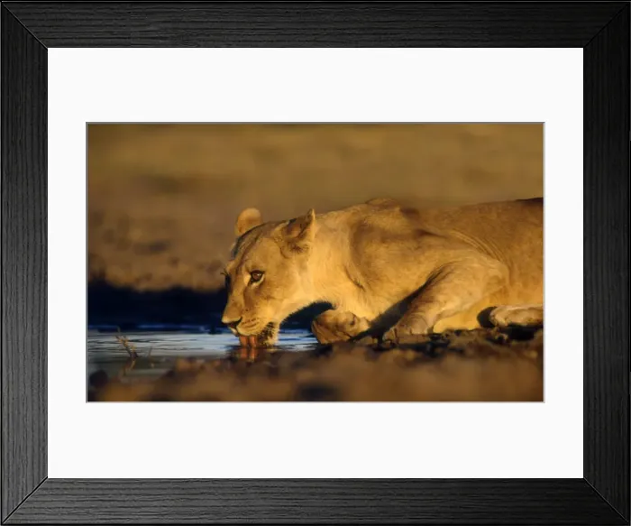 Framed Print : Lioness drinking CRH 889 Moremi, Botswana Panthera leo © Chris Harvey / ARDEA LONDON Framed Print : Lioness drinking CRH 889 Moremi, Botswana Panthera leo © Chris Harvey / ARDEA LONDON