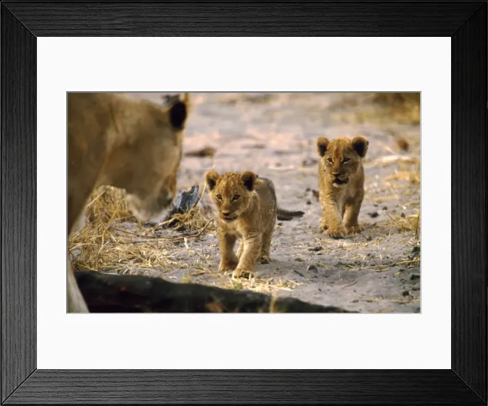 Framed Print : Lion cubs CRH 890 Respond to the call of their mother - Moremi, Botswana Panthera leo © Chris Harvey / ARDEA LONDON Framed Print : Lion cubs CRH 890 Respond to the call of their mother - Moremi, Botswana Panthera leo © Chris Harvey / ARDEA LONDON