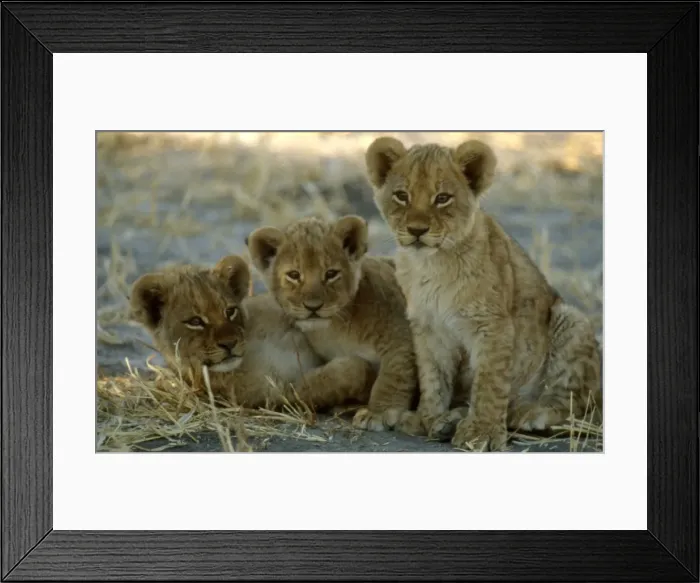 Framed Print : Lion Cubs CRH 896 3 ten week old lion cubs huddled together - Moremi, Botswana Panthera leo © Chris Harvey / ARDEA LONDON Framed Print : Lion Cubs CRH 896 3 ten week old lion cubs huddled together - Moremi, Botswana Panthera leo © Chris Harvey / ARDEA LONDON