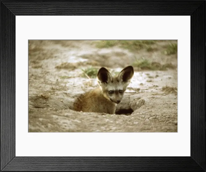 Framed Print : Bat-eared Fox CRH 898 Emerging from den entrance - Nxai Pan, Kalahari, Botswana Otocyon megalotis © Chris Harvey / ARDEA LONDON Framed Print : Bat-eared Fox CRH 898 Emerging from den entrance - Nxai Pan, Kalahari, Botswana Otocyon megalotis © Chris Harvey / ARDEA LONDON