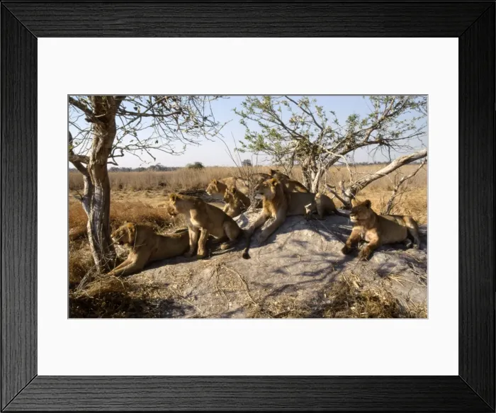 Framed Print : Pride of Lions CRH 900 Scanning for prey from termite mound - Moremi, Botswana. Panthera leo © Chris Harvey / ARDEA LONDON Framed Print : Pride of Lions CRH 900 Scanning for prey from termite mound - Moremi, Botswana. Panthera leo © Chris Harvey / ARDEA LONDON