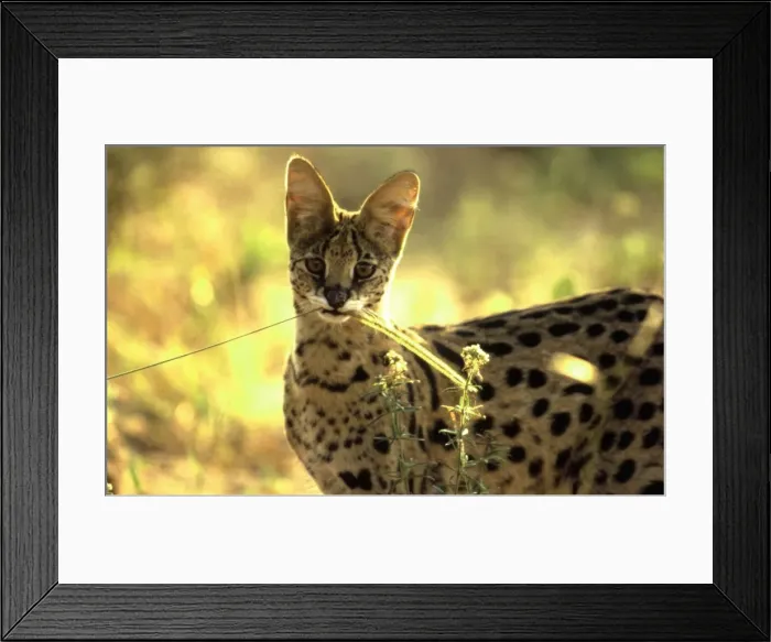 Framed Print : Serval CRH 901 Biting on Bushman grass (Chloris virgatta) - Moremi, Botswana Felis serval © Chris Harvey - ARDEA LONDON Framed Print : Serval CRH 901 Biting on Bushman grass (Chloris virgatta) - Moremi, Botswana Felis serval © Chris Harvey - ARDEA LONDON