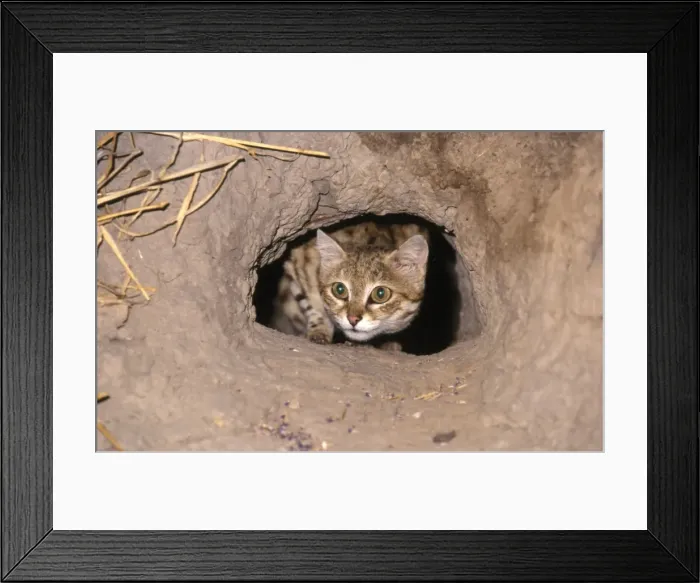 Framed Print : Blackfooted Cat CRH 902 Peering out from hole in termite mound. Aka “Ant-hill Tiger” - Kalahari, Botswana. Felis nigripes © Chris Harvey  /  ARDEA LONDON