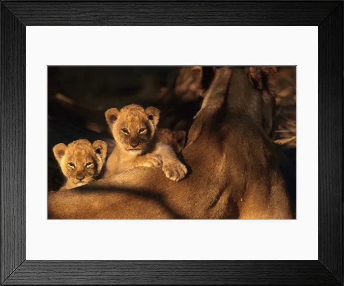 Framed Print : Lion Cubs CRH 903 6 weeks old lion cubs peer over parent - Moremi, Botswana. Panthera leo © Chris Harvey / ARDEA LONDON Framed Print : Lion Cubs CRH 903 6 weeks old lion cubs peer over parent - Moremi, Botswana. Panthera leo © Chris Harvey / ARDEA LONDON