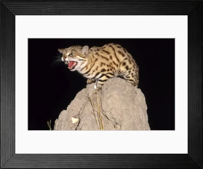 Framed Print : Blackfooted Cat CRH 905 Snarling on top of termite mound at night. Aka “Ant-Hill Tiger” - Kalahari, Botswana Felis nigripes © Chris Harvey / ARDEA LONDON Framed Print : Blackfooted Cat CRH 905 Snarling on top of termite mound at night. Aka “Ant-Hill Tiger” - Kalahari, Botswana Felis nigripes © Chris Harvey / ARDEA LONDON