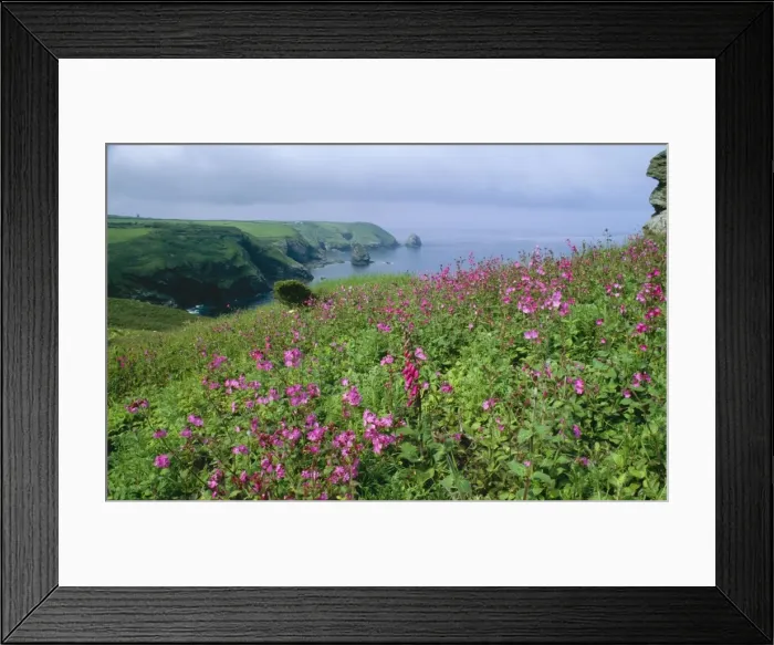 Framed Print : Cornish Coastal Path DAD 1318 Red Campion & Foxgloves, above Boscastle Cornwall UK. © David Dixon  /  ARDEA LONDON