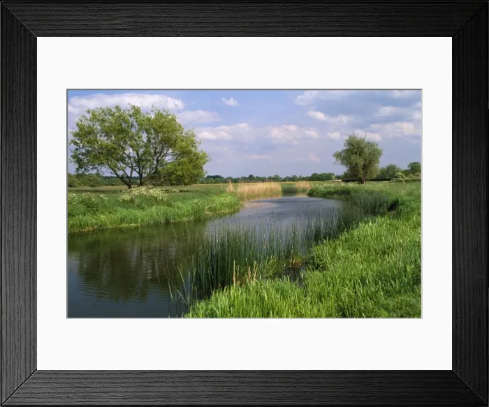 Framed Print : River - Houghton & Hemingford meadow walks on ouse valley. Special site of scientific interest Framed Print : River - Houghton & Hemingford meadow walks on ouse valley. Special site of scientific interest