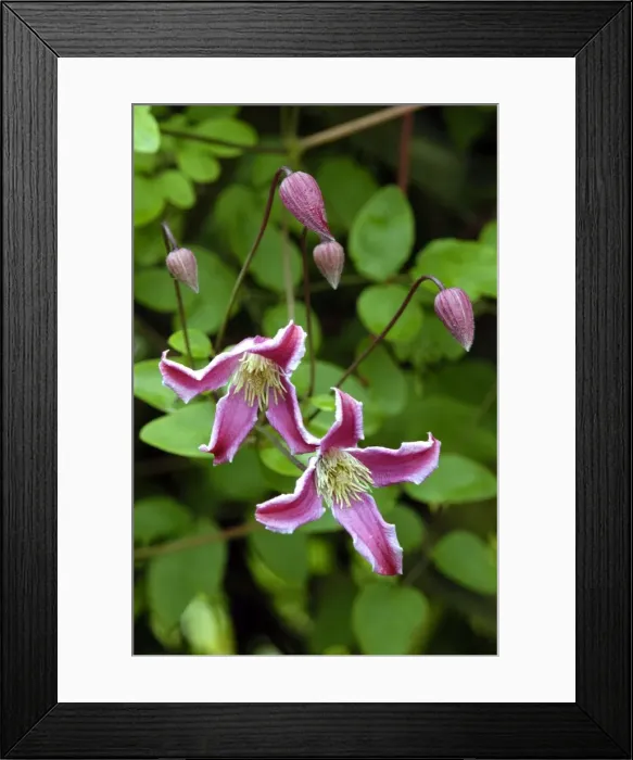 Framed Print : Clematis Texen ss. Etoile Rose East Sussex Garden, UK Framed Print : Clematis Texen ss. Etoile Rose East Sussex Garden, UK