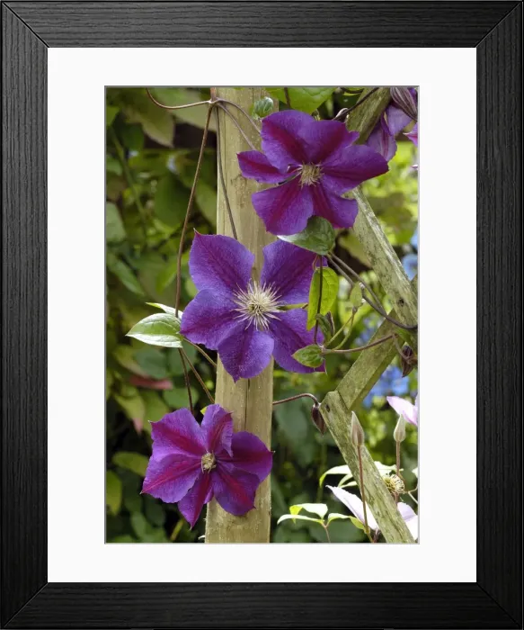 Framed Print : Clematis Perrins Pride East Sussex Garden, UK Framed Print : Clematis Perrins Pride East Sussex Garden, UK