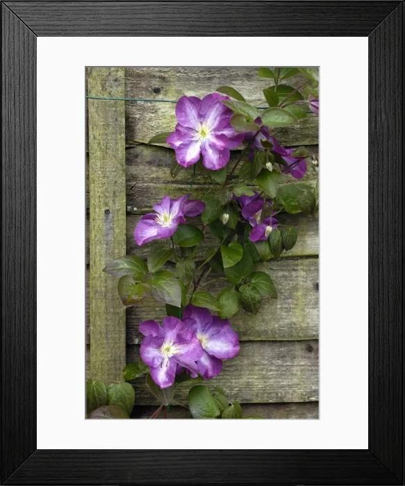 Framed Print : Clematis Miniseelik East Sussex Garden, UK Framed Print : Clematis Miniseelik East Sussex Garden, UK