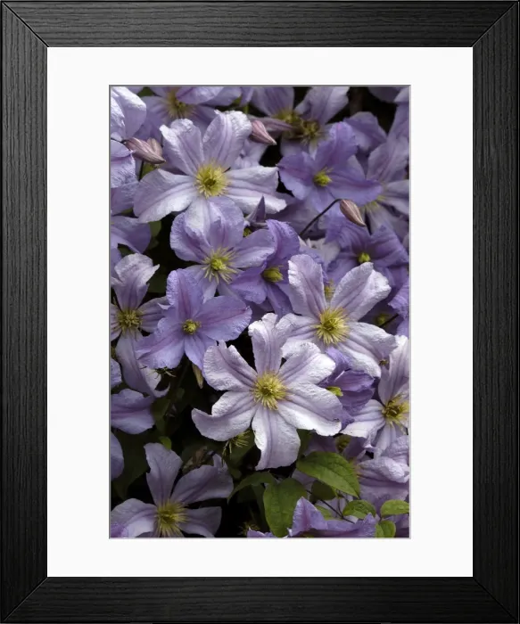 Framed Print : Clematis Prince Charles Kent Garden, UK Framed Print : Clematis Prince Charles Kent Garden, UK