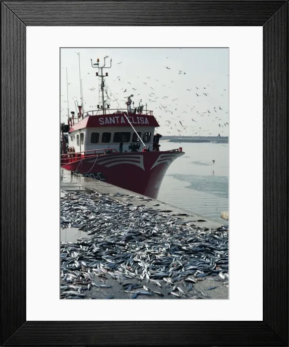 Framed Print : Discarded mackerel at Peniche, Portugal. This port is of major importance to the Portugese fishing industry. Here we see substantial quantities of mackerel just dumped on the quayside - since sardines are the favoured fish. November Framed Print : Discarded mackerel at Peniche, Portugal. This port is of major importance to the Portugese fishing industry. Here we see substantial quantities of mackerel just dumped on the quayside - since sardines are the favoured fish. November