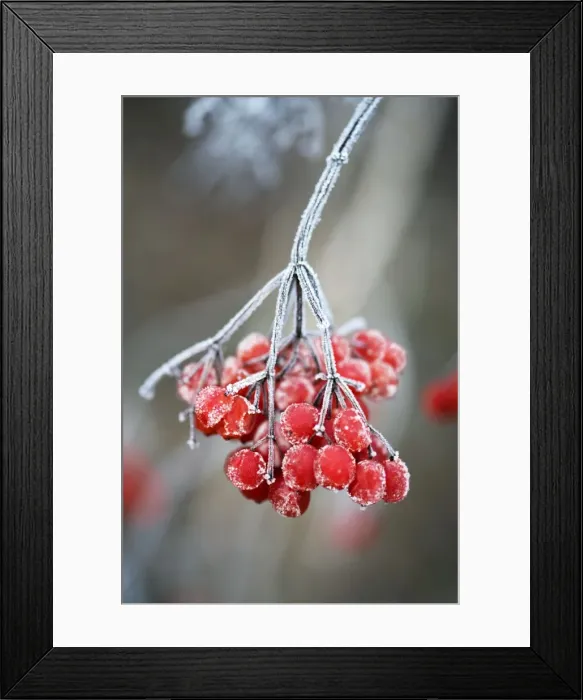 Framed Print : Frosted Viburnum berries in a Kent garden. December. Digital Manipulation: added frost to berries Framed Print : Frosted Viburnum berries in a Kent garden. December. Digital Manipulation: added frost to berries