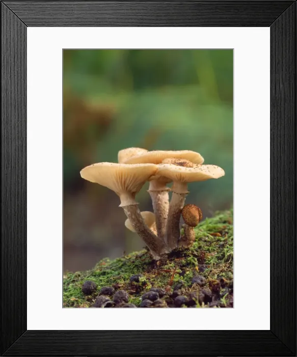 Framed Print : Honey Fungus Framed Print : Honey Fungus