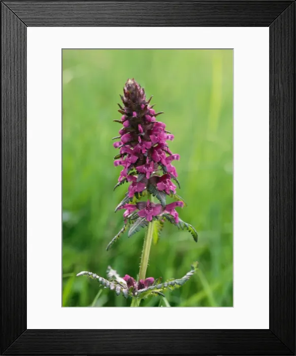 Framed Print : Hedge Woundwort Framed Print : Hedge Woundwort