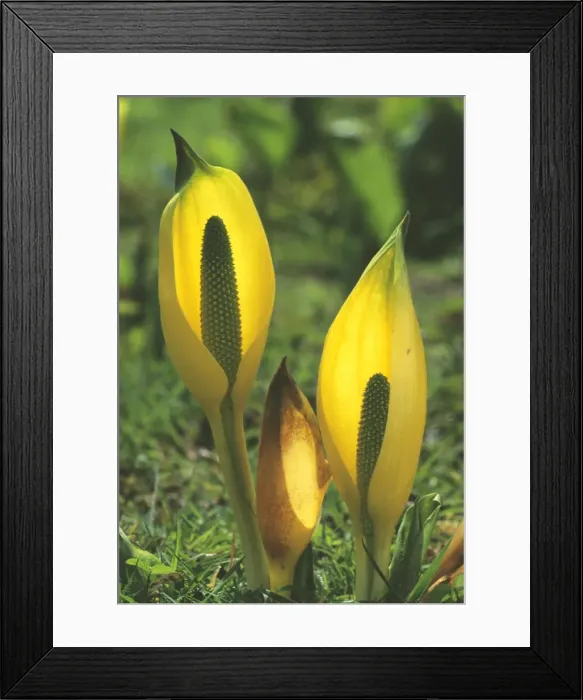 Framed Print : Yellow Skunk Cabbage DAD 675 Lysichiton Amerkahus © David Dixon / ARDEA LONDON Framed Print : Yellow Skunk Cabbage DAD 675 Lysichiton Amerkahus © David Dixon / ARDEA LONDON