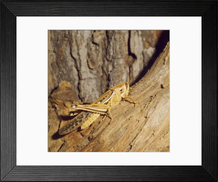 Framed Print : American Grasshopper Florida, USA. Fam: Acrididae Framed Print : American Grasshopper Florida, USA. Fam: Acrididae