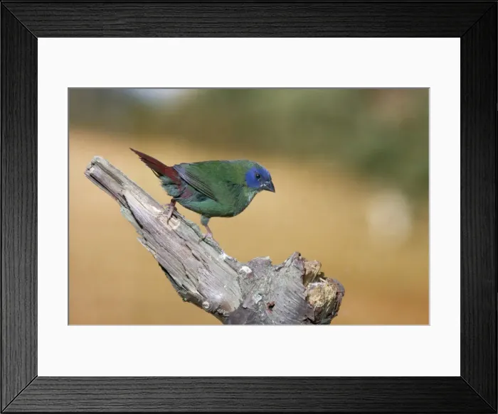 Framed Print : Tri-coloured / Blue-faced / Blue-headed Parrot Finch Framed Print : Tri-coloured / Blue-faced / Blue-headed Parrot Finch