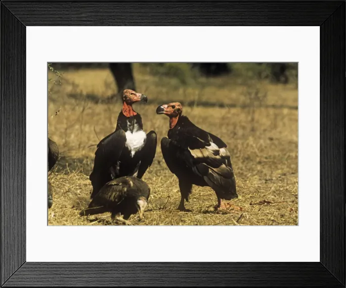 Framed Print : Red-headed Vulture - male and female India Framed Print : Red-headed Vulture - male and female India