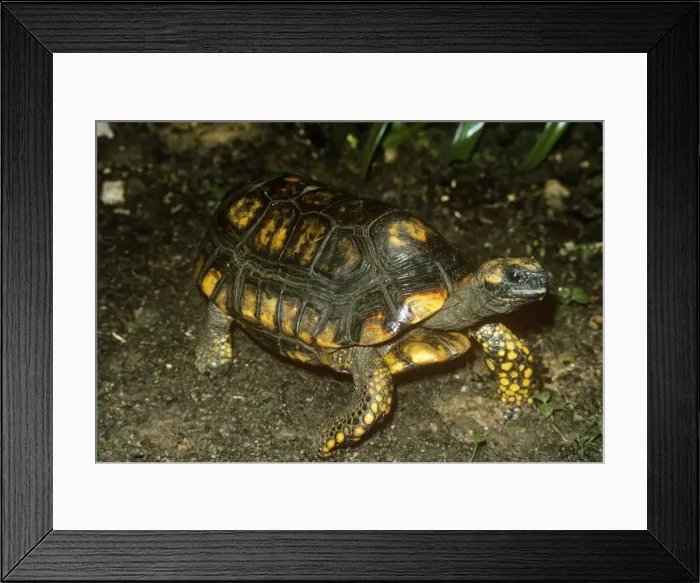 Framed Print : South American Yellow-footed Tortoise / Morocoy Tortoise Trinidad Framed Print : South American Yellow-footed Tortoise / Morocoy Tortoise Trinidad
