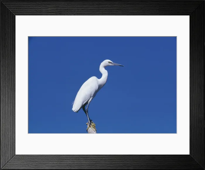 Framed Print : Little Egret DE 302 Egretta garzetta © M. D. England / ARDEA LONDON Framed Print : Little Egret DE 302 Egretta garzetta © M. D. England / ARDEA LONDON